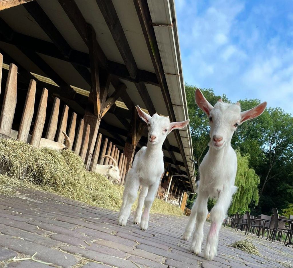 Geitenboerderij Ridammerhoeve